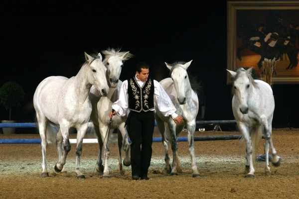Galanacht der Pferde 2008  009.jpg